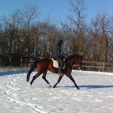 WideAwake-trot2.jpg
